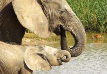 Addo Elephant National Park is gearing up for the December school holidays Addo