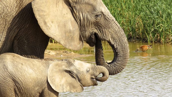 addo-elephant-park-1659653_1280 Addo