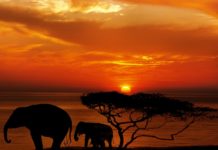 The Best Beach and Safari Combo Destinations Combo