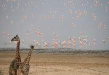 Tanzania to implement strategies for the safeguarding of Lake Manyara Manyara