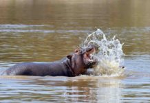 Zambia’s Luambe National Park most carbon neutral park in the world Luambe National Park
