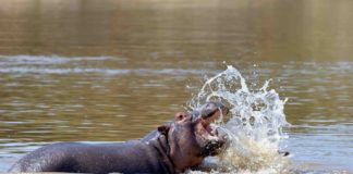 Zambia’s Luambe National Park most carbon neutral park in the world Luambe National Park