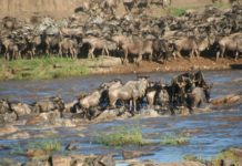 Visitors to Liuwa National Park increase Liuwa