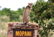 20% discount on accommodation at Mopani Rest Camp Discounts