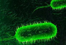 Zambia cholera outbreak: travel restrictions and curfew imposed Cholera