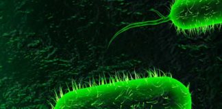 Zambia cholera outbreak: travel restrictions and curfew imposed Cholera