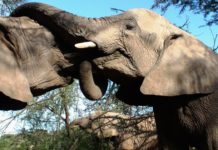 Zimbabwe president puts a stop to live elephant trade president