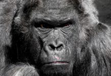 Rwanda expands Gorilla habitat Gorilla