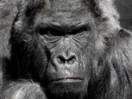 Gorilla