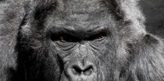 Rwanda expands Gorilla habitat Gorilla