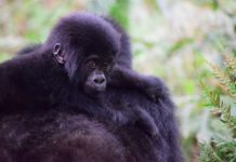 Rwanda’s Mountain Gorilla numbers are up Mountain