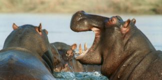 Growing concern over the extinction of large mammal species in Malawi animal