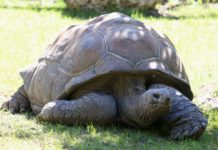 New project to bring Seychelles’ Aldabra Atoll to visitors Aldabra