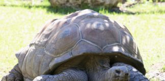 New project to bring Seychelles’ Aldabra Atoll to visitors Aldabra