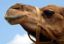 Kgalagadi Lodge introduces camel rides Kgalagadi Lodge