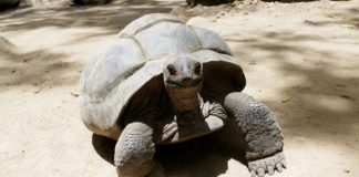 Seychelles announces new marine refuge the size of Britain Dicaprio