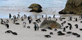 Avian (Bird Flu) outbreak confirmed at Boulders Penguin Colony Bird Flu