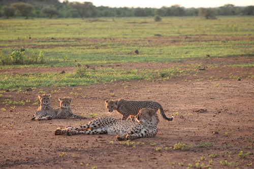 mapungubwe-cheetah Mapungubwe National Park