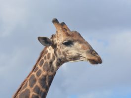Kruger National Park Access