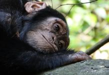 SAASA takes firm stance on captive wildlife welfare Captive wildlife welfare