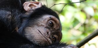 SAASA takes firm stance on captive wildlife welfare Captive wildlife welfare