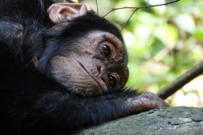 Captive wildlife welfare