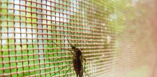 NICD issues malaria alert for returning travellers malaria alert