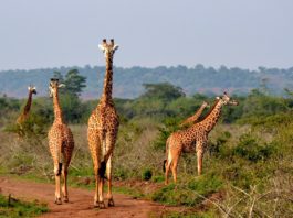 Akagera National Park