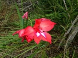 Garden Route National Park