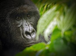 Virunga National Park