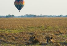 Busanga and Shumba Open for 2018 Safari Season Busanga