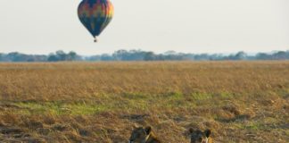 Busanga and Shumba Open for 2018 Safari Season Busanga