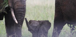 Tourvest opens new luxury camp in Tanzania’s Tarangire Park Tarangire Park