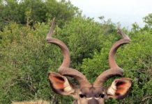 Be a Rock Star for Conservation! Kudu Awards