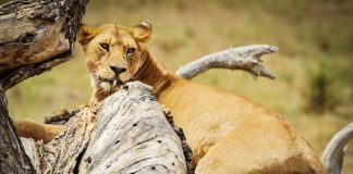Serengeti National Park voted Best African Safari Park of 2018 Serengeti National Park