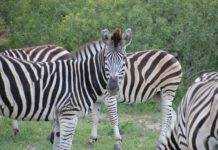 Kruger National Park access during the June school holidays June school holidays