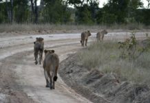 New exclusive entrance into Hwange National Park Hwange National Park