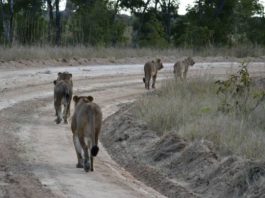 Hwange National Park