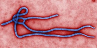 DR Congo officially declares end to Ebola outbreak End to Ebola outbreak