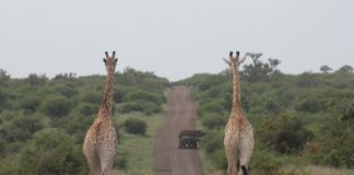SANParks announces free access week dates for 2018 SA National Parks Week