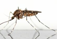 Kenya: Travellers warned about Rift Valley Fever Rift Valley Fever