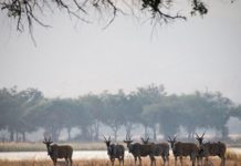 Wilderness Safaris returns to Chikwenya, Zimbabwe Chikwenya