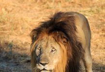 Lions return to Liwonde National Park Liwonde National Park