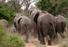 Contiki adds Eastern and Southern Africa to its offering Contiki
