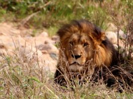 Lion pride
