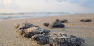 Watch: Turtle in Mombasa lay’s 111 eggs on the beach eggs on the beach