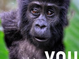 Gorilla permits