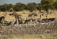 Acacia Africa Releases Safari Wishlist Safari wishlist