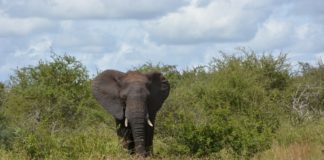 Visit KNP at no charge in celebration of SA National Parks Week SA National Parks week