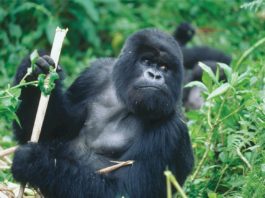 Kwita Izini